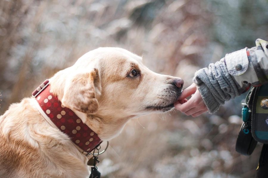 Paw-sitive Attitudes: Therapy Dogs for Student Mental Health