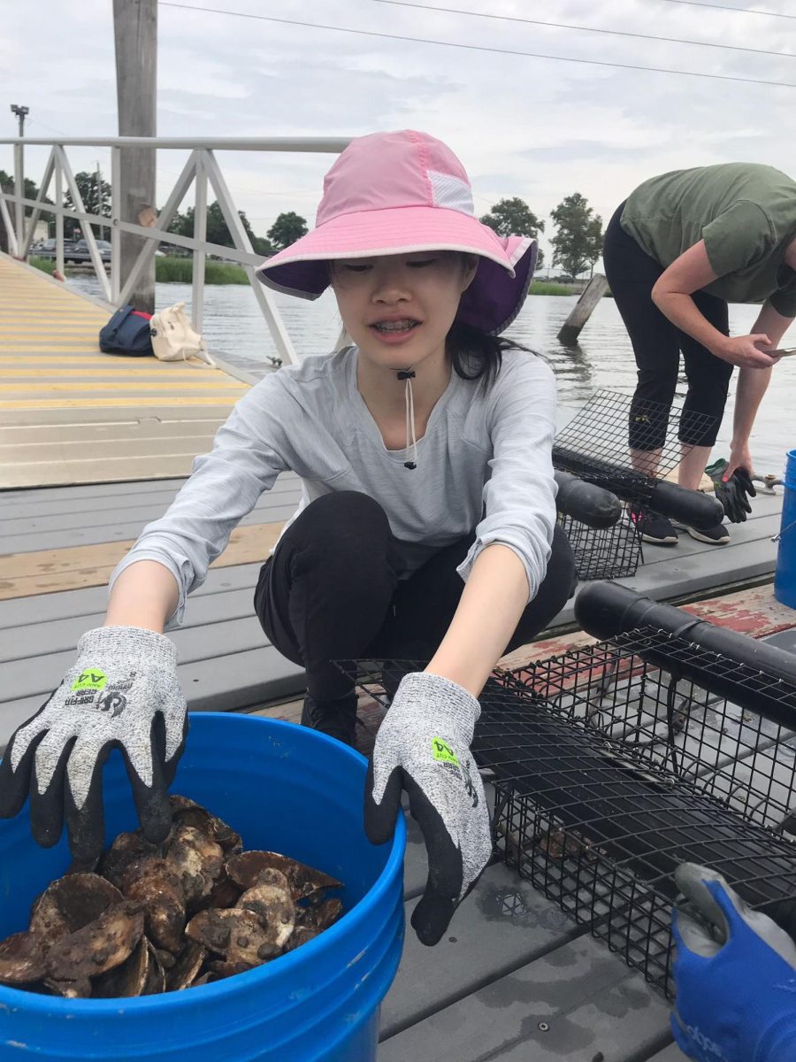 The Town of North Hempstead Beach Park opened its oyster beds to ReWild interns and volunteers in 2023. Alongside other South High students, Cynthia Zhang was able to help restore the shellfish population by raising and releasing baby oysters in Hempstead Harbor, which then improves Long Islands water quality as the oysters filter up to 50 gallons of water per day.